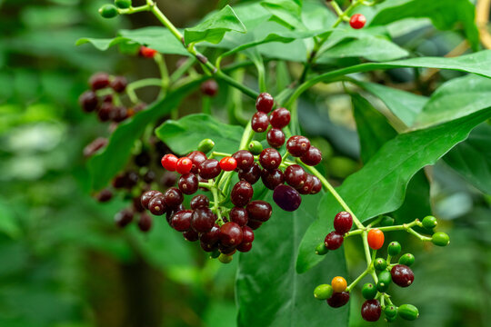 Fruit of carapichea ipecacuanha. It is native to Costa Rica, Nicaragua, Panama, Colombia, and Brazil. Botanical garden Heidelberg, Baden Wuerttemberg