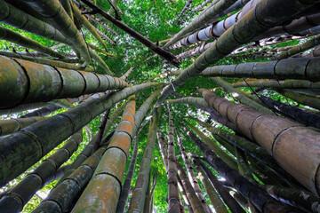 Dynamic wide angle close up of a bamboo tree forest. - 777487785