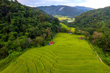 Aerial view of terrace ricefield in north Thailand - 777487795