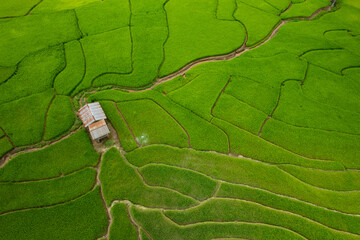 Aerial top view of the ricefield of Bo Kluea, Nan Province, Thailand - 777487797