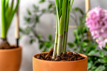 Daffodil buds in a pot on a light background. Narcissists in close-up