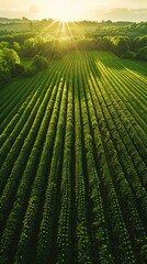 Bird's eye view of agricultural cultivated seeded fields, farmland in the rays of the rising sun