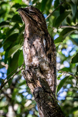Nyctibius griseus (Common potoo) (Urutau)