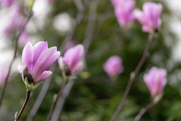 Fototapeta premium purple magnolia flowers