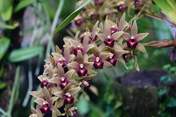 Dendrobium parishii (Parish's dendrobium) is a species of orchid native to Asia. Parish's dendrobium. Hanover – Berggarten, Germany.