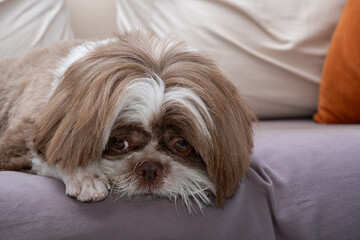 Shih tzu freshly groomed and facing the camera, resting on a lazy day_3.