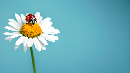Vibrant ladybug on a white daisy in spring bloom. Minimalist nature photography, perfect for design and decor. Fresh, simple, and beautiful visual storytelling in this image. AI
