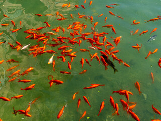 Peces rojos en un lago