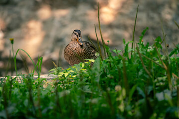 Duck in grass at golden hour