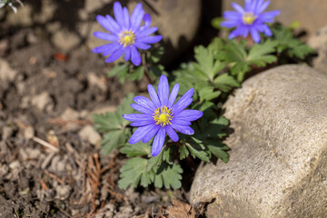 Spring flowers of Anemone blooming in a rock garden, close up