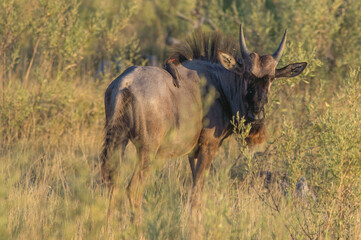 Obraz premium Rotschnabel-Madenhacker (Buphagus erythrorhynchus) sitzt auf Gnu (Connochaetes)
