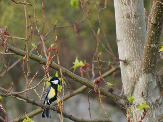 crested tit, crested tit, animal, wildlife, nature, tree, branch