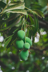 Mangoes on the tree
