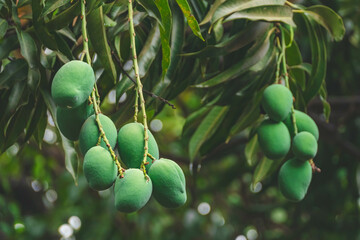 Mangoes on the tree