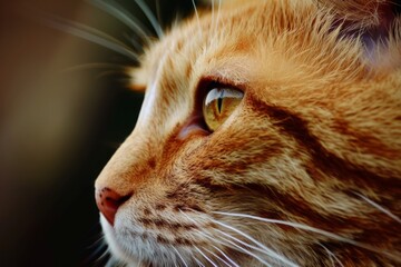 A close up of a cats face with fluffy whiskers and piercing eyes, set against a dreamy blurry background.