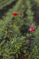 Garden at Goverdan ecovillage, Maharashtra, India