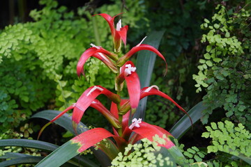 
Guzmania wittmackii is a species of flowering plant in the Bromeliaceae family. It is native to Ecuador and Colombia. Hanover – Berggarten, Germany.
