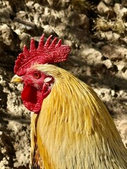 Portrait of a cockerel