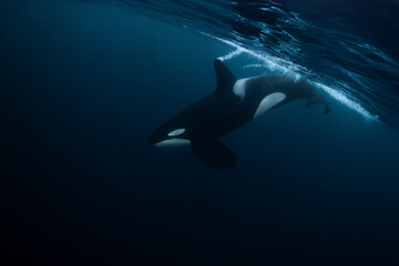 Orca (killer whale) swimming in the dark blue waters near Tromso, Norway. - 777508372