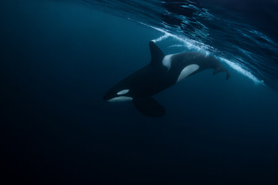 Orca (killer whale) swimming in the dark blue waters near Tromso, Norway.