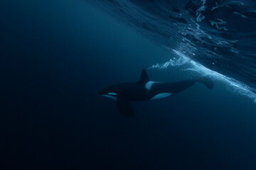 Orca (killer whale) swimming in the dark blue waters near Tromso, Norway. - 777508515