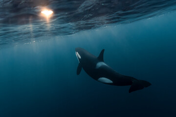 Orca (killer whale) swimming and looking up towards a flash of sunlight in the dark blue waters...