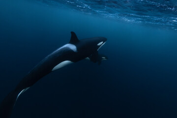 Orca (killer whale) mother and baby swimming in the dark blue waters near Tromso, Norway. - 777508796