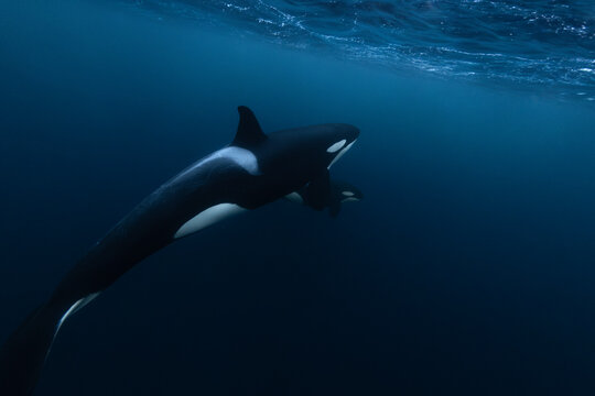 Orca (killer whale) mother and baby swimming in the dark blue waters near Tromso, Norway.