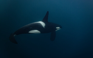 Orca (killer whale) swimming in the dark blue waters near Tromso, Norway. - 777508909