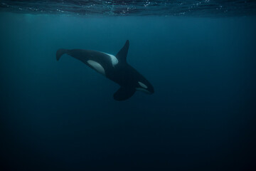 Orca (killer whale) swimming in the dark blue waters near Tromso, Norway. - 777508937