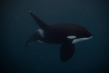 Orca (killer whale) swimming in the dark blue waters near Tromso, Norway. - 777508988