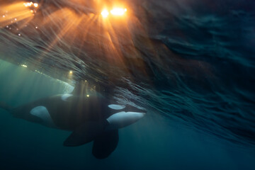 Orca (killer whale) swimming in the dark blue waters with a flash of warm sunlight near Tromso, Norway.