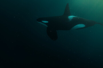 Orca (killer whale) swimming in the dark blue waters near Tromso, Norway. - 777509182