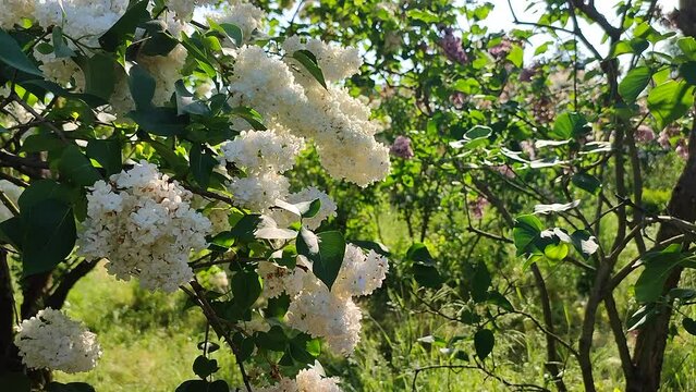 Inflorescence of white flower lilac with green leaves illuminated by the sun on a bush tree branch on a sunny spring day. Bright blooming flowers. Plants vegetation. Natural background Nature backdrop