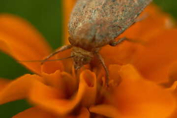 Butterfly (Noctua) of the Noctuidae family on an orange marigold flower. Macro photo.

