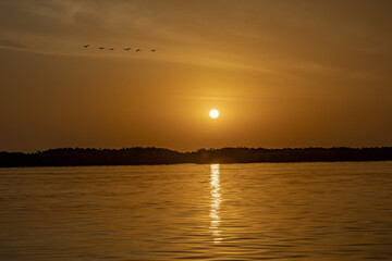 Birds flying over the Saloum river delta in Senegal