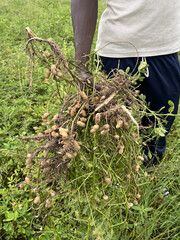Man carrying freshly harvested peanuts near Fatick, Senegal