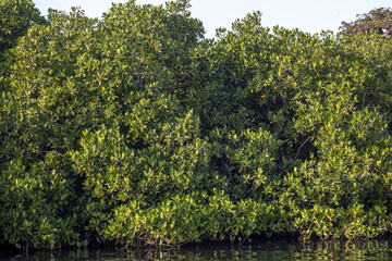 Mangrove on Fadiouth island, Senegal