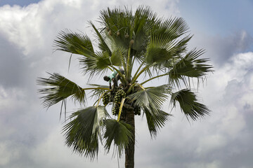 Man fetching fruit in a palmyra palm tree in Thiaoune, Senegal