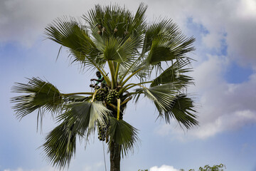 Man fetching fruit in a palmyra palm tree in Thiaoune, Senegal