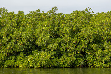 Mangrove on a waterway in Saloum, Senegal