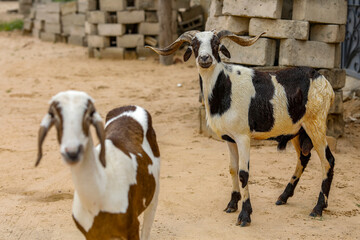 Sheep raised in Fatick, Senegal