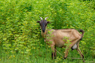 Goat grazing in Fatick, Senegal
