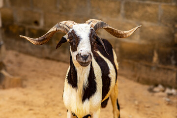 Goat raised in Fatick, Senegal