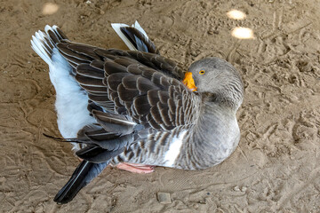 Goose raised in Fatick, Senegal