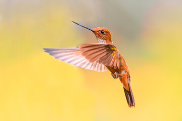 a hummingbird flies near a flower to feed