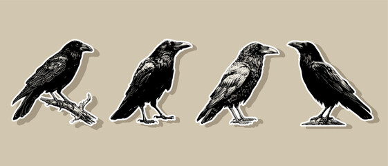 Raven black silhouette sticker set vector illustration isolated on white background Crow Flat Logo Icon Clipart
