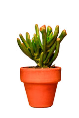 suculenta decoracion aislada