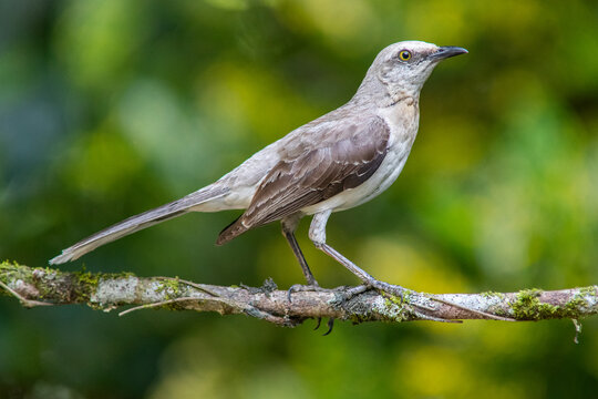 northern mockingbird (Mimus polyglottos) 