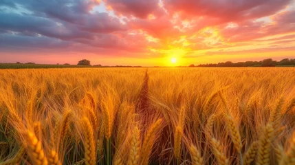 Lichtdoorlatende rolgordijnen zonder boren Warm oranje   A sunset over a wheat field with a trail traversing its heart, leading to the setting sun